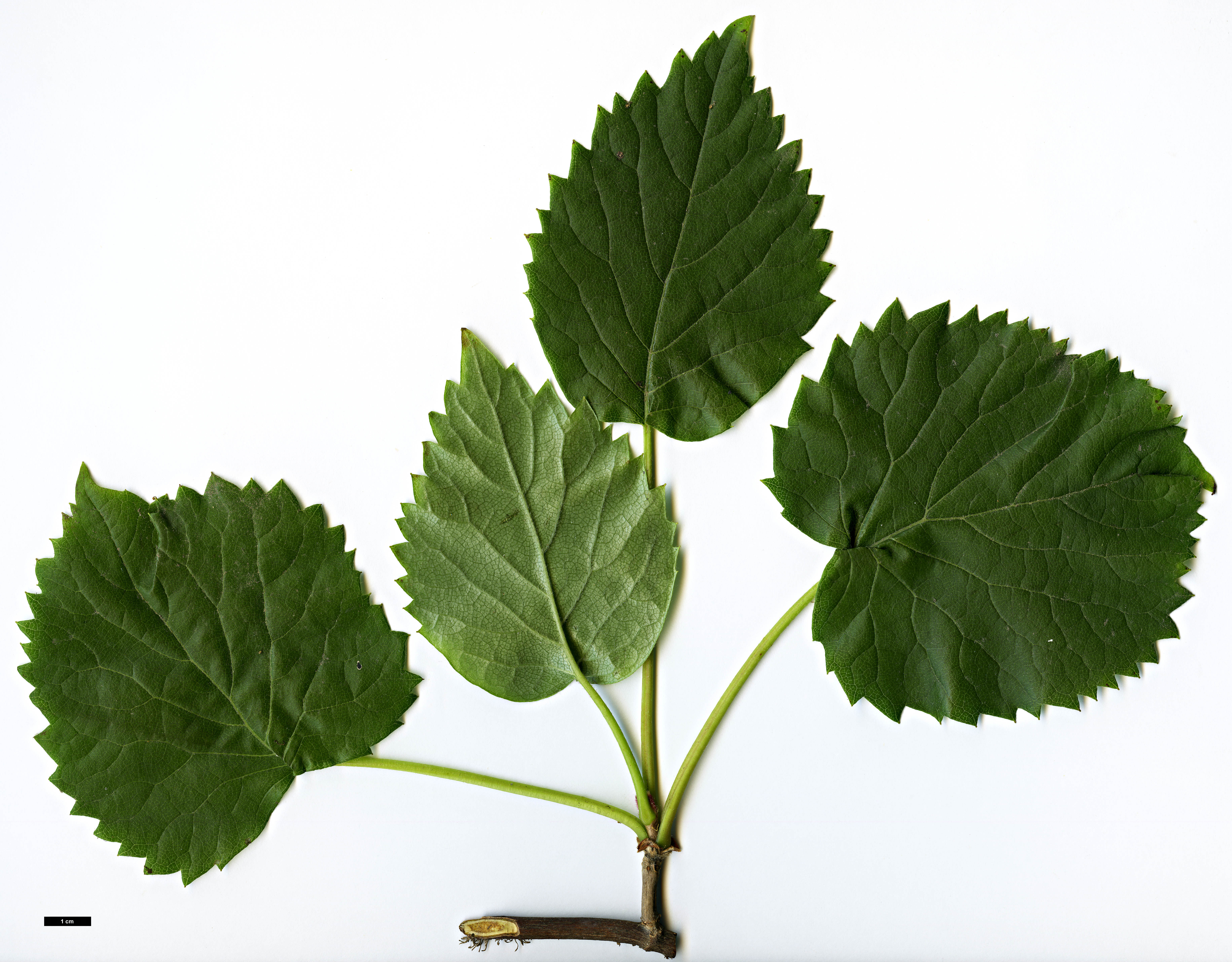 High resolution image: Family: Hydrangeaceae - Genus: Schizophragma - Taxon: hydrangeoides - SpeciesSub: f. quelpartensis